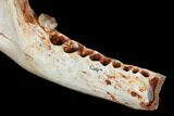 Oligocene Fossil Hemicyonine Bear (Cephalogale) Jaw - France #154983-3